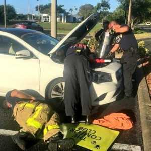 Mecánico de maullido